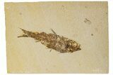 Detailed Fossil Fish (Knightia) - Wyoming #186457-1